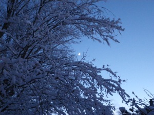 The Moon in Iced Tree
